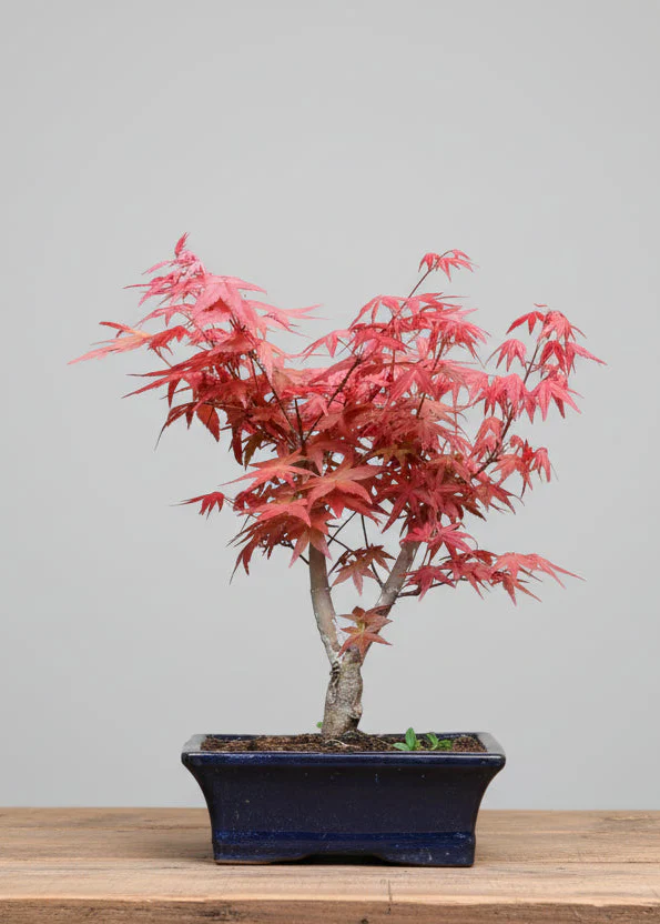 Outdoor Bonsai