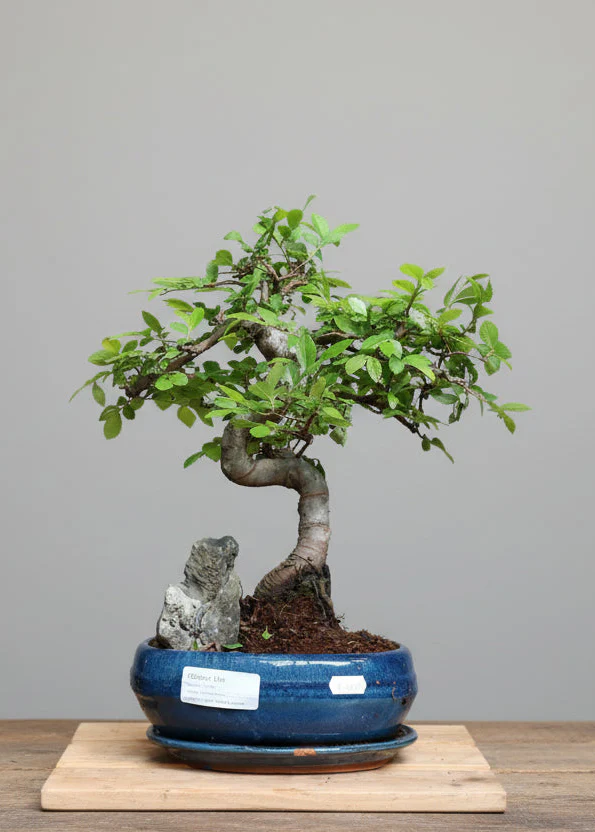 Indoor Bonsai