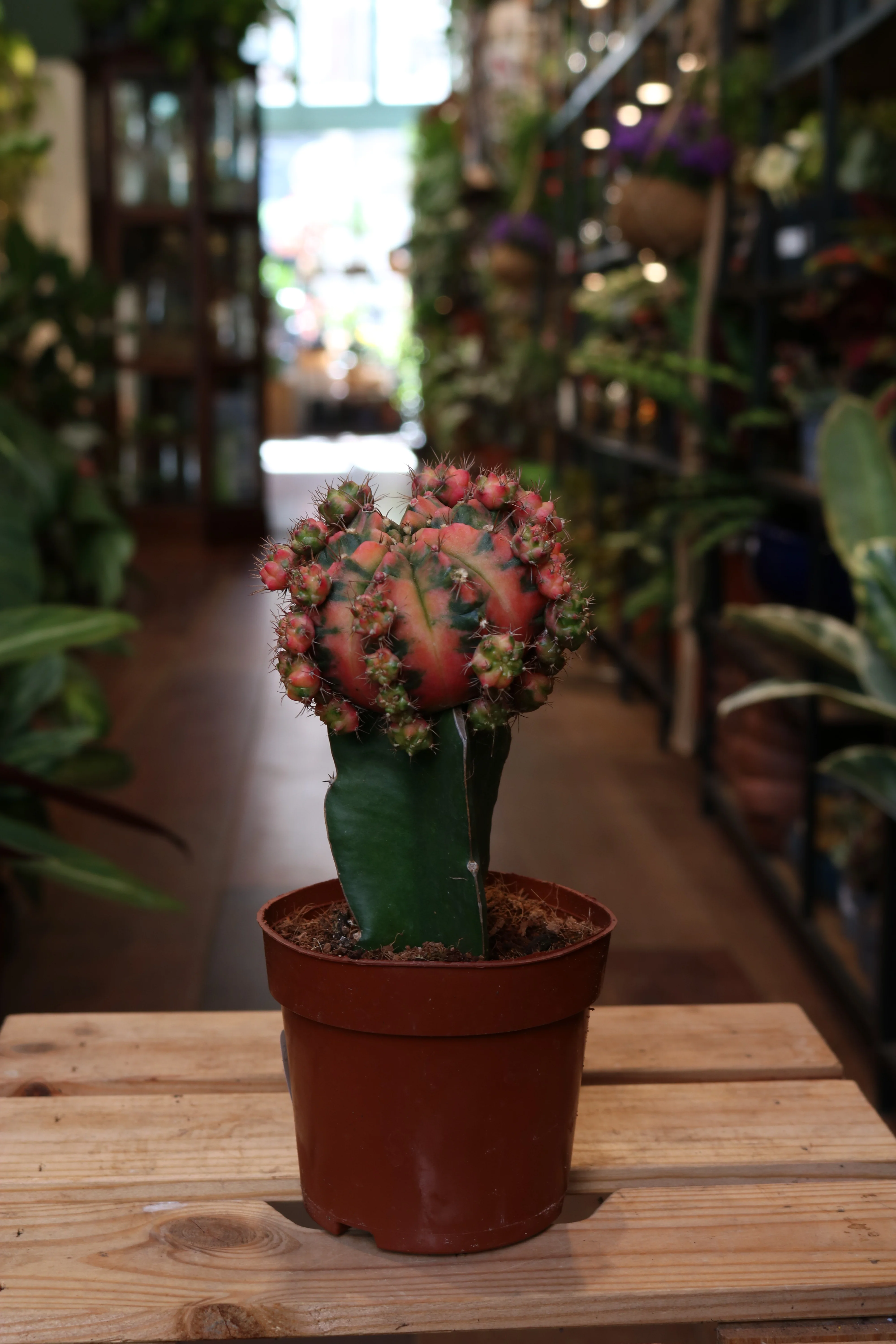Desert Plants / Cacti & Succulents